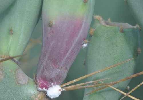 Invasive Alien Species in Kruger National Park: Biological control