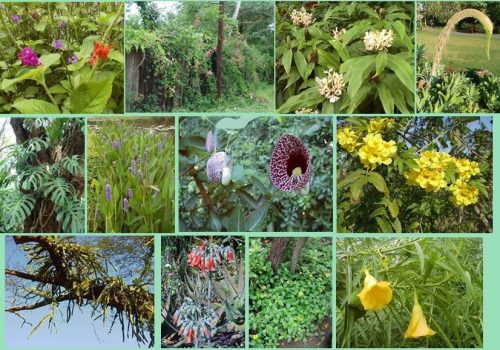 Invasive Alien Species in Kruger National Park: Ornamental plants