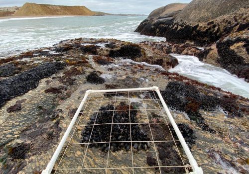 Chasing the tide of the rocky shores in the newly gazetted Namaqua National Park Marine Protected Areas