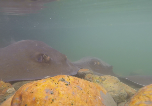 Understanding the lives of blue Stingrays in Knysna Estuary