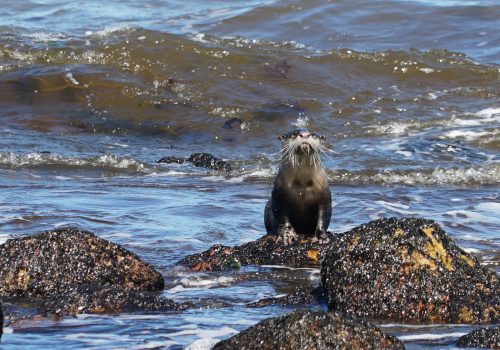 Practicing responsible and safe “otter etiquette”