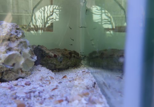 New addition(s) to the family – Rondevlei Scientific Services are rearing juvenile Knysna seahorses