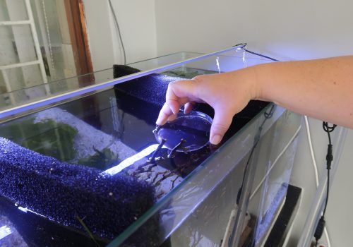 Juvenile seahorses released into tank after being photographed