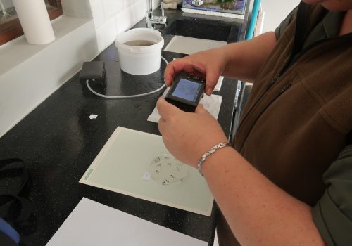 Researcher photographing juveniles