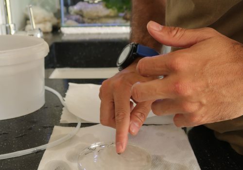 Researcher placing juveniles in petri dish to be photographed