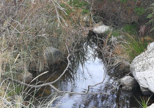 Making the invisible, visible: Using isotopes to trace groundwater discharge into the Cape’s rivers