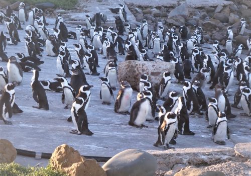 Levelling Up Monitoring Efforts Towards Saving Our Iconic African Penguin