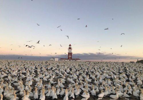 Bird Island – A special place for research