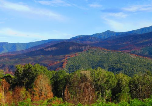 The effect of adjacent vegetation on fire severity in Afrotemperate forest along the southern Cape coast of South Africa