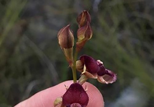 The rediscovery of Disa newdigateae in the Garden Route