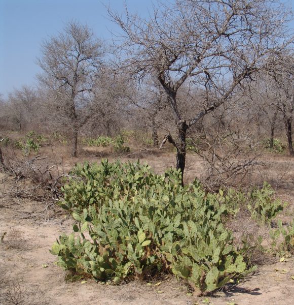 Islands of fertility: the invasive alien cactus Opuntia stricta creates ...