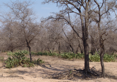 Islands of fertility: the invasive alien cactus Opuntia stricta creates and benefits from fertile islands