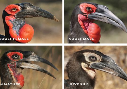 The thunderbird is trending thanks to citizen science