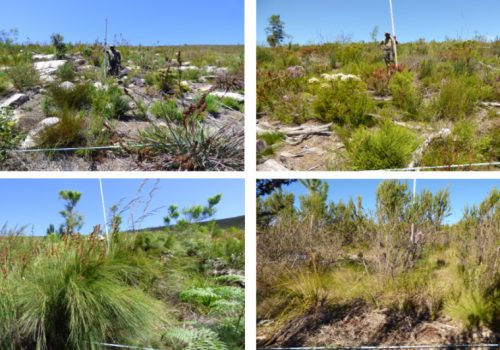 Is passive rehabilitation enough to restore fynbos in the Garden Route?