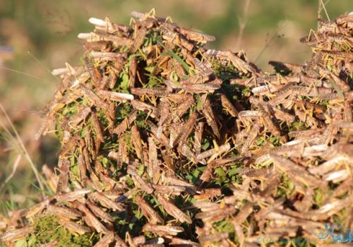 The ecological importance of brown locust outbreaks