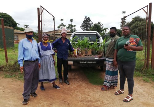 It’s not just about the permit – conserving wild ginger for people and nature