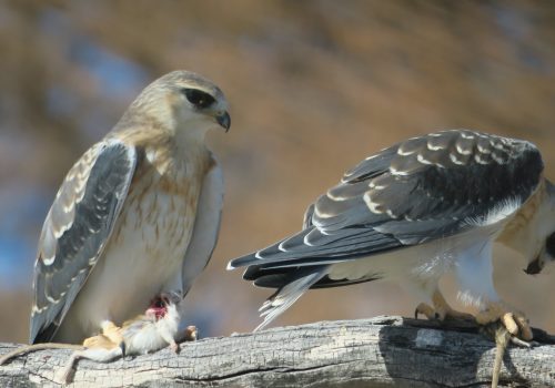 Raptor survey suggests population increases in the Kalahari Gemsbok National Park