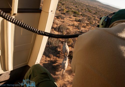 Addo Elephant National Park Black Rhino DNA Project