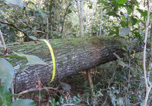 Marking trees for timber harvesting in the Garden Route National Park