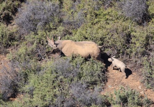 Black Rhino Monitoring in Frontier Parks