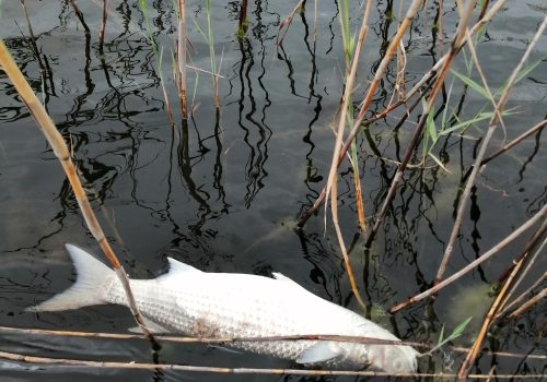 Mass mortalities of fish in Wilderness Lakes and estuaries of Garden Route national Park