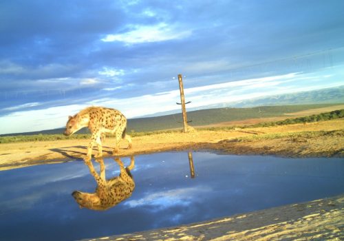 Population estimates of spotted hyenas in Addo Elephant National Park