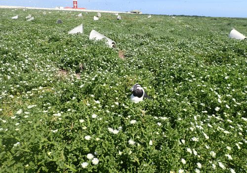 Vegetation growth spurt on Bird Island, Addo MPA, seems good for African penguin conservation