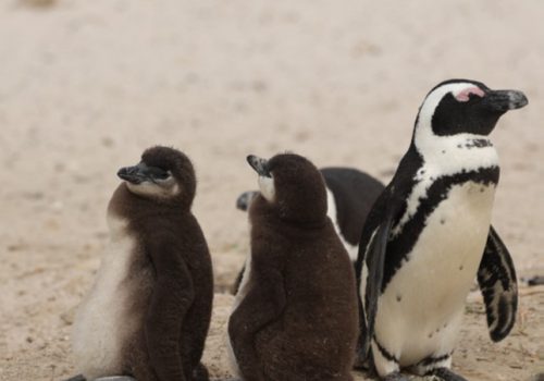 Understanding and managing a highly infectious bird flu outbreak among South African coastal seabirds