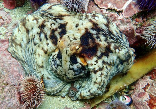 Unveiling a coastal wonder: Table Mountain National Park Marine Protected Area