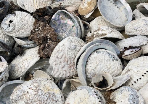 Participation in the National Abalone Plan to combat poaching and recover the species