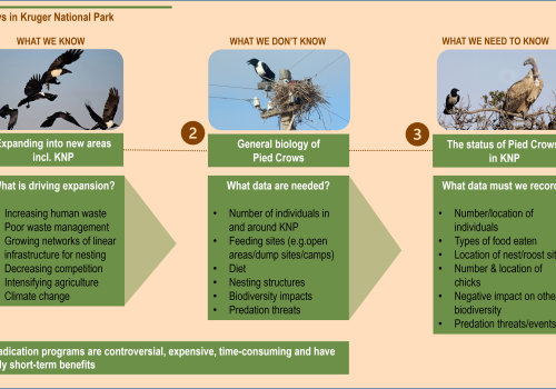 Innocent until proven guilty: the case of the pied crow