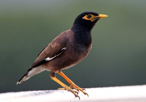 Common myna invades Kruger: from unlikely invader to growing concern