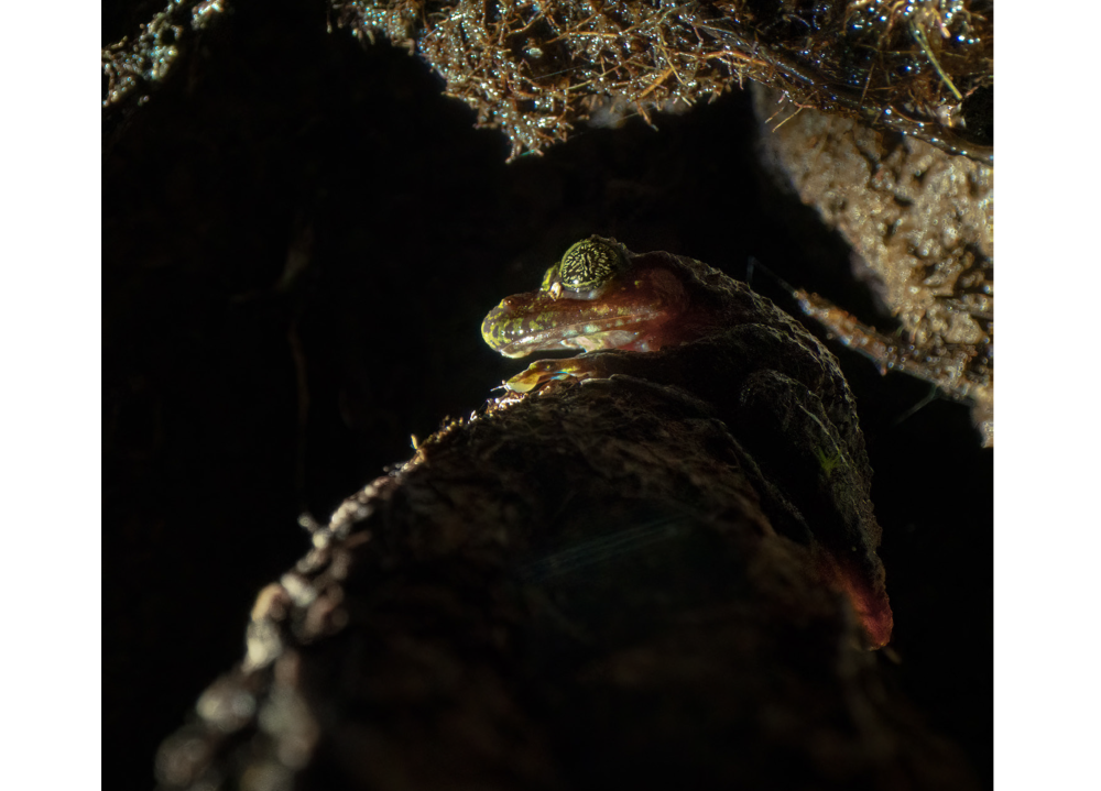 Frog Climate Changes Climate change adaptation in parks – Our Stories – Scientific Services ...