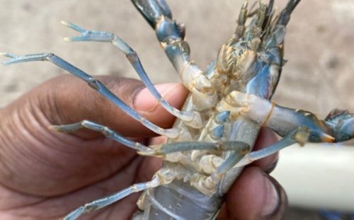 Crayfish on the move: first record of Redclaw crayfish in Kruger National Park