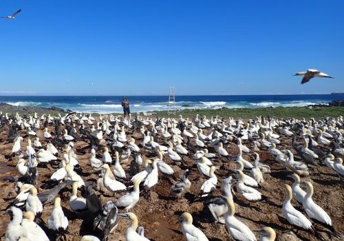 Many hands make light work: Increasing capacity for the monitoring of African penguins on Bird Island