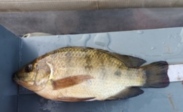 An alien invasive species dominates catches in an estuarine fishery