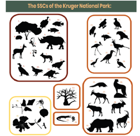Have you seen the golden mole? Improved monitoring of species of special concern within Kruger