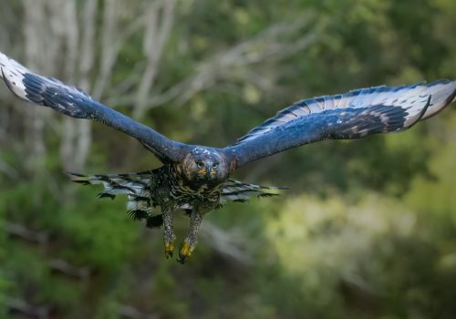 Spreading their wings: monitoring crowned eagles in the Garden Route