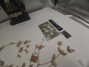 The SANParks Herbarium Digitisation Project