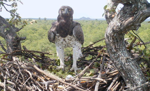 Hungry for more: camera traps reveal martial eagle feeding behaviour