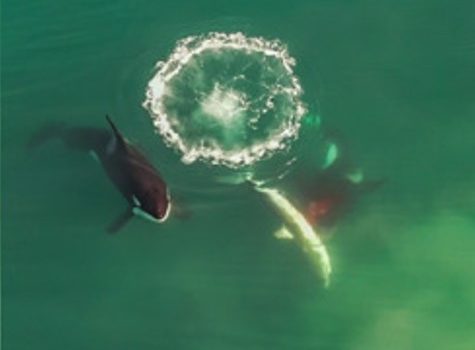 Killer whales drive white sharks away: A shifting predator seascape