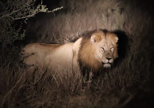 Improving the safety of lion immobilisation