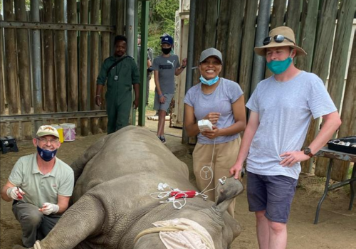 Improving blood oxygenation monitoring in immobilised white rhinoceros