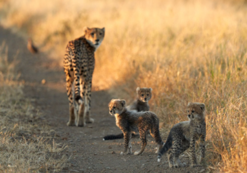 To reintroduce or not to introduce? Site visit to Kuno National Park, India