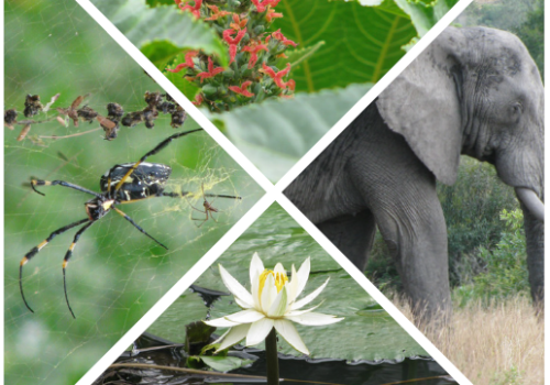 iNaturalist City Nature Challenge: my Skukuza Edition