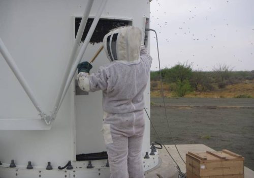 When the rivalry between honeybees and humans impede space research