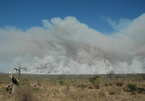 High intensity fires are not the silver bullet to address bush encroachment in Kruger National Park