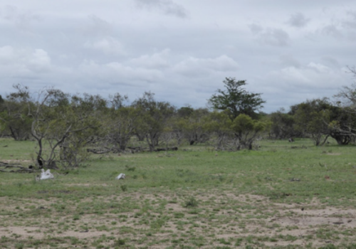 Imagine a world without animals in the Kruger National Park