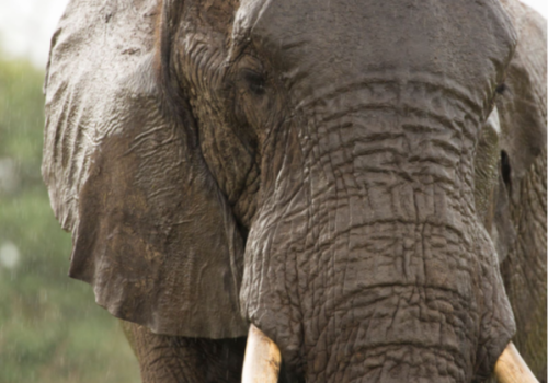 Elephant impacts on savannas after death – do elephants “live” forever?
