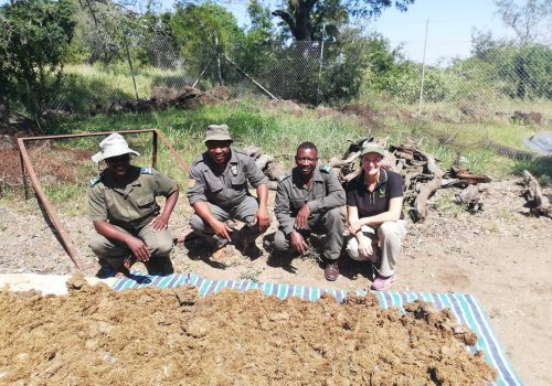Sharing the benefits of elephant dung with traditional healers